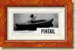 Pintail * 540 x 250 * (24KB)
